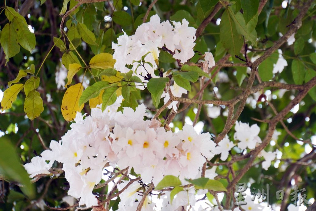 降雨量少、天气酷热乾燥,促使“大马樱花”提早开花,抢先2月初繁花盛开
