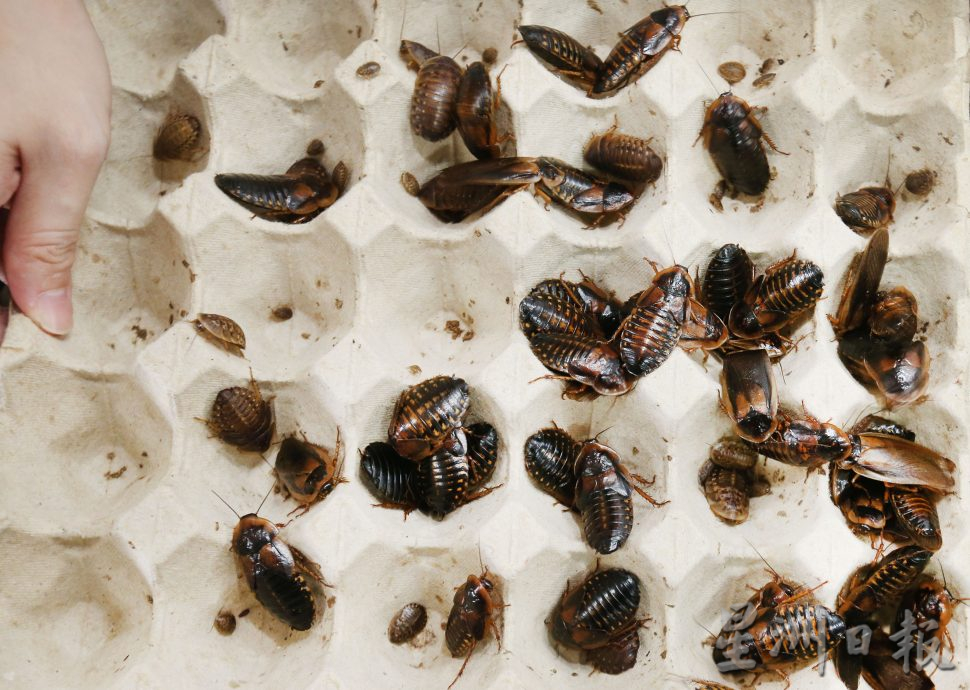 霹;25日见报/封底主文/青创家园︱科技青年回乡变化工 网络便利接全国订单