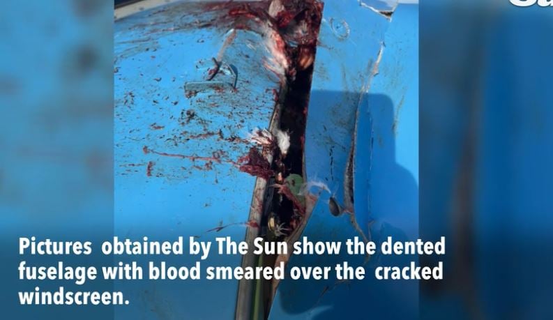 高空撞天鹅 波音客机发“Mayday”求救 挡风玻璃溅血　机身破洞急降落