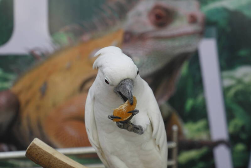 鹦鹉是美食家!奥地利研究:懂得用沾酱替食物调味