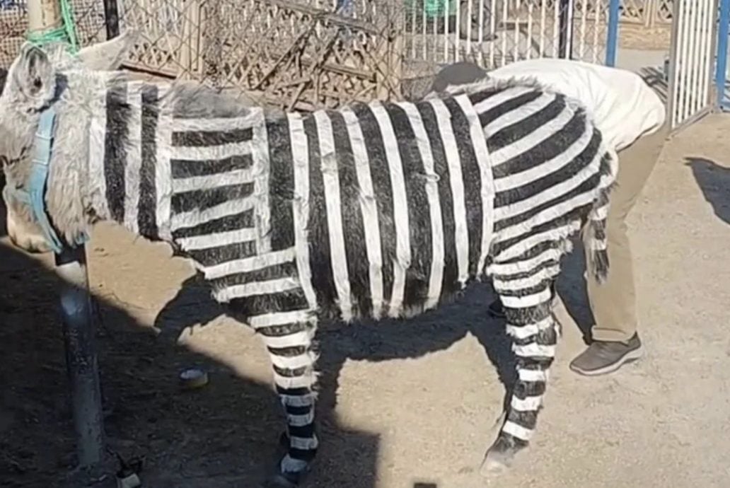 黑白胶带贴驴身上当“斑马”惹议　游乐园称要“宣传吸流量”