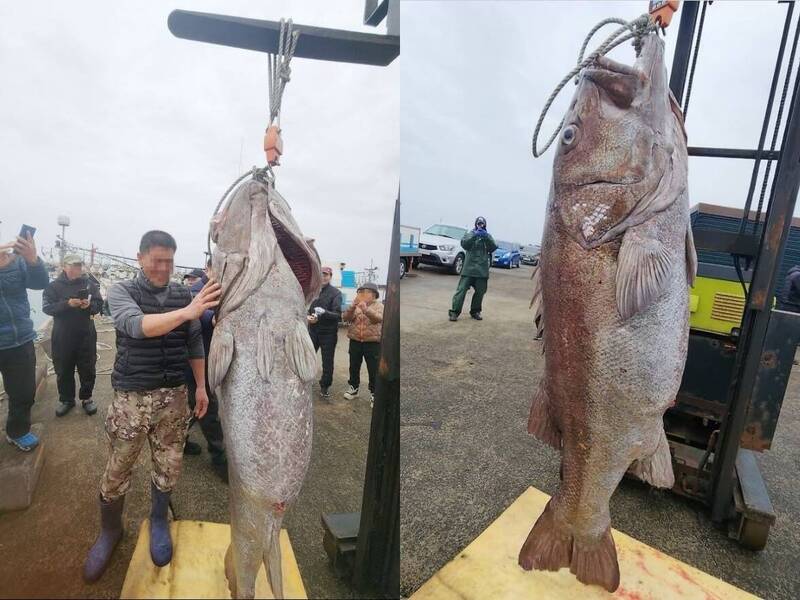 龙王选中之人？ 韩国渔民钓获183公分、140公斤石鲷破官方纪录
