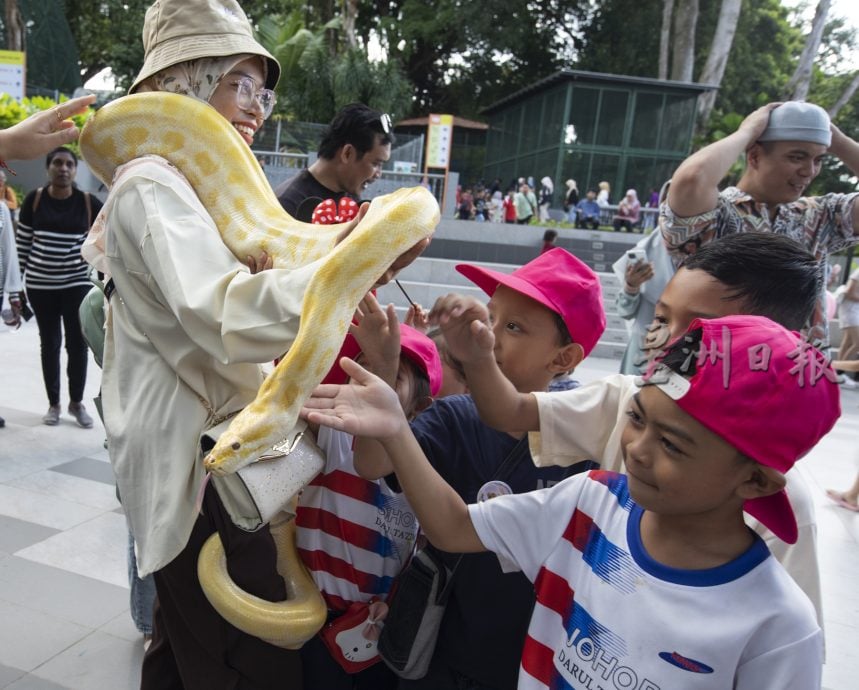 星角摄/与金黄色网纹蟒过蛇年