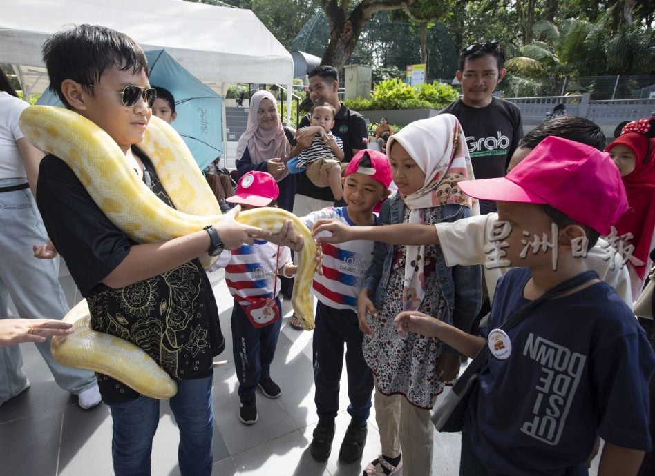 星角摄/与金黄色网纹蟒过蛇年