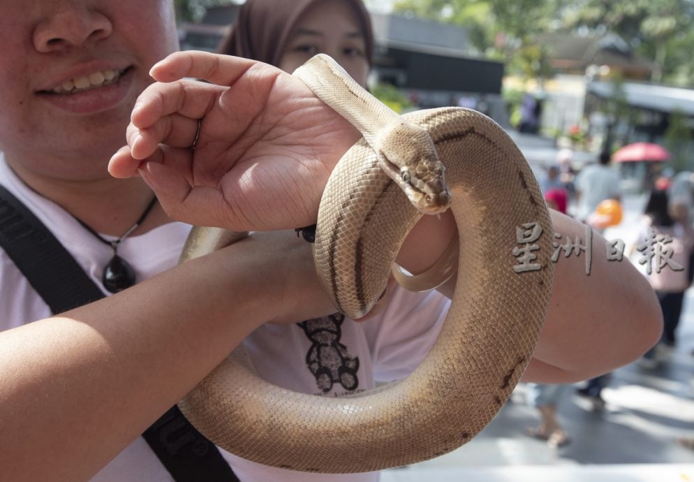 星角摄/与金黄色网纹蟒过蛇年