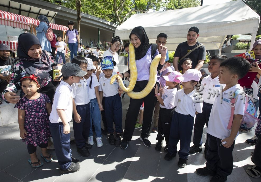 星角摄/与金黄色网纹蟒过蛇年