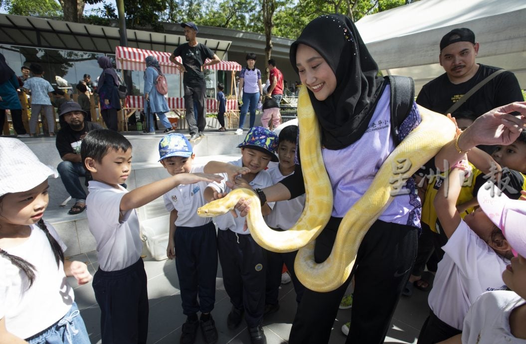 星角摄/与金黄色网纹蟒过蛇年