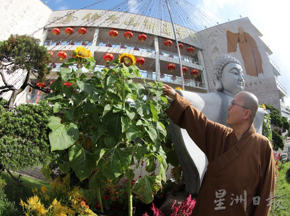 新马寺向日葵花开