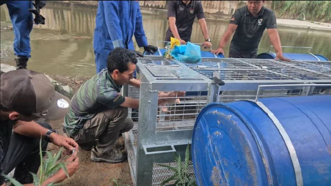 （已签发）全国/谷中城外河边有鳄鱼出没 PERHILITAN设陷阱捕捉