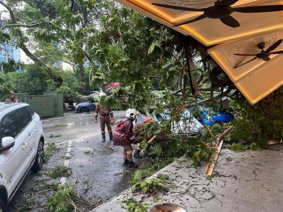 (已签发)柔:**显刊**午后大雨 大树倒下压中车