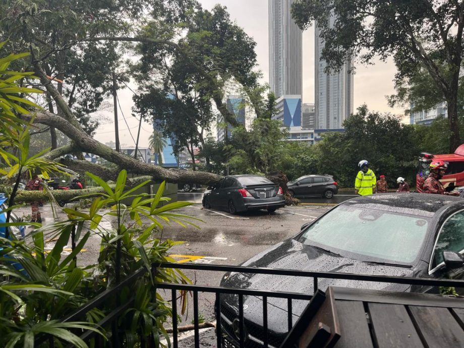 (已签发)柔:**显刊**午后大雨 大树倒下压中车