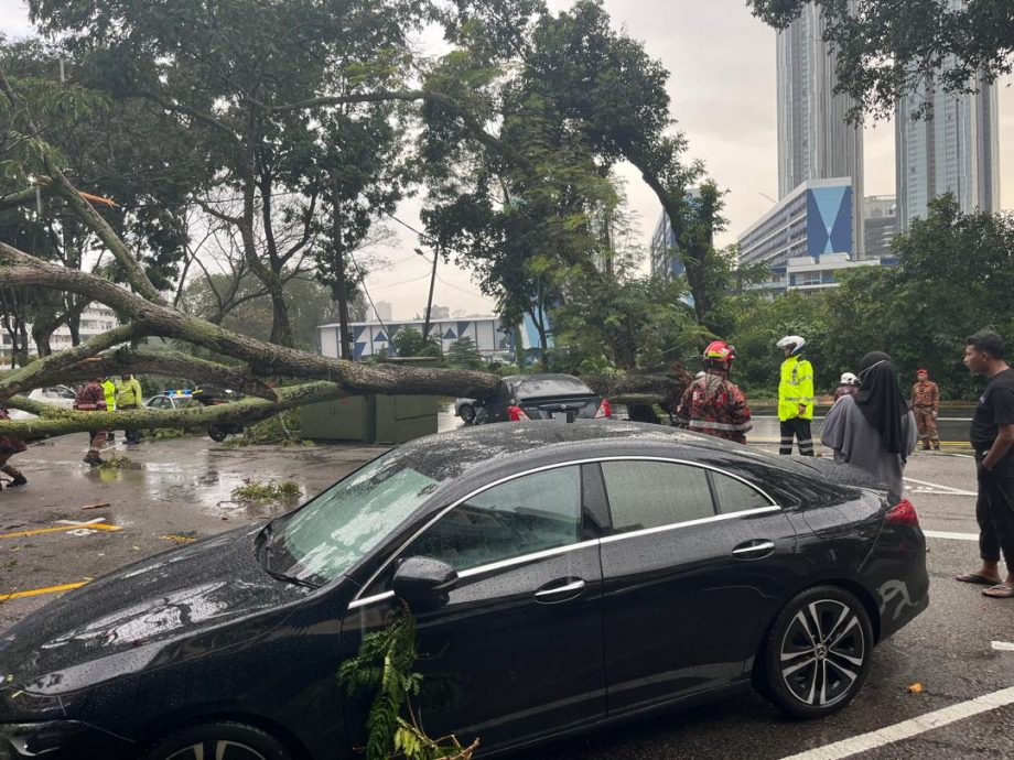 (已签发)柔:**显刊**午后大雨 大树倒下压中车