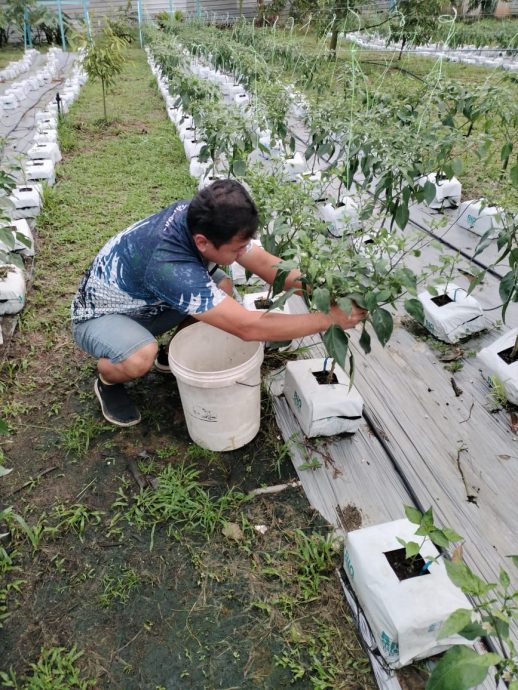 （已签发）柔：**版头或显刊**亚逸文满新村与UTHM   联手打造辣椒园喜迎收成