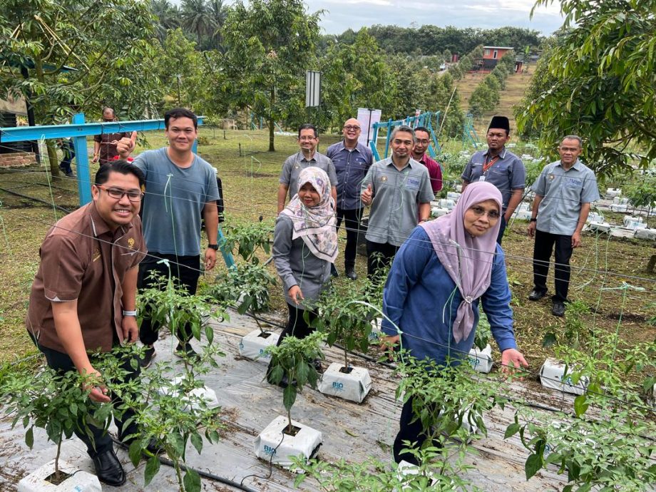 （已签发）柔：**版头或显刊**亚逸文满新村与UTHM   联手打造辣椒园喜迎收成