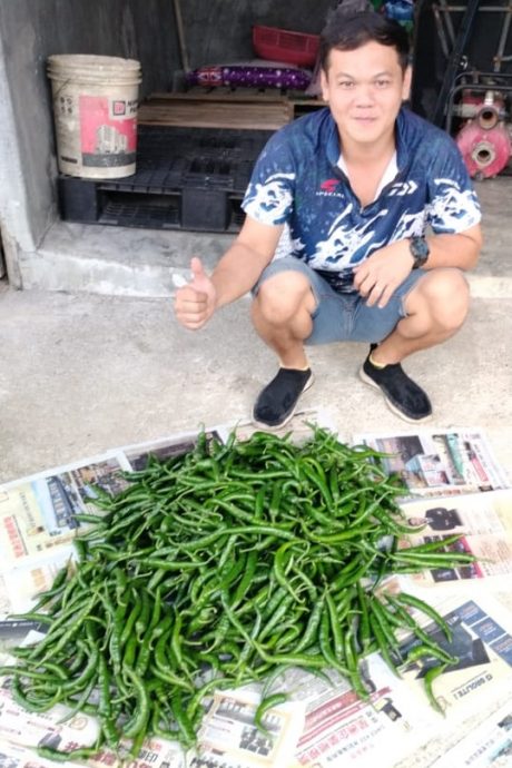 （已签发）柔：**版头或显刊**亚逸文满新村与UTHM   联手打造辣椒园喜迎收成