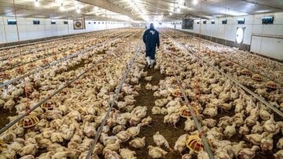 2017年以来首次 美国报告H7N9禽流感疫情