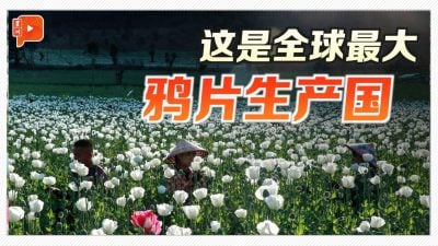 缅甸成全球最大鸦片生产国 农民愧疚却倍感无奈