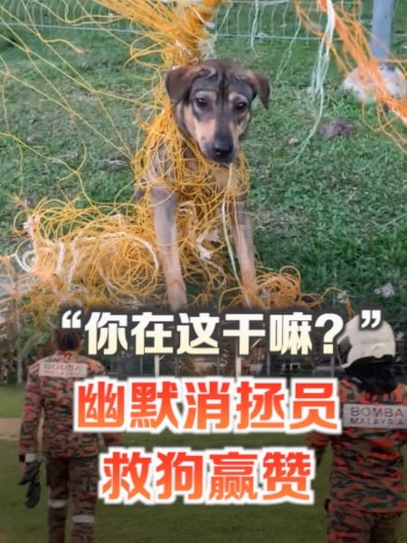 “你在这干嘛？” 消拯员幽默救狗或网民大赞