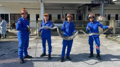 蟒蛇爬入院子日光浴  民防员奉召捉拿放生