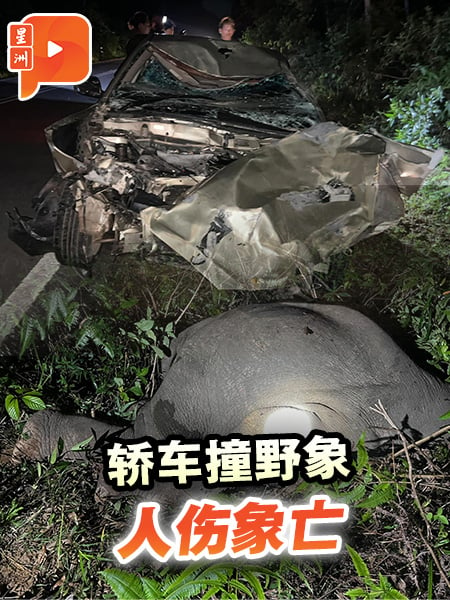 轿车撞野象 人伤象亡