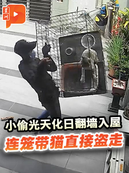 小偷光天化日翻墙入屋 连笼带猫直接盗走