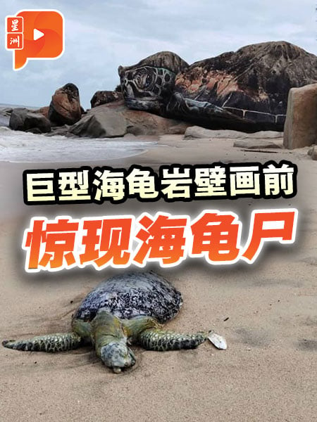 热门打卡壁画前出现海龟尸 市民：一只眼球已掉出