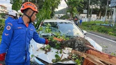 大树倒下砸中汽车 母子受伤交通堵塞