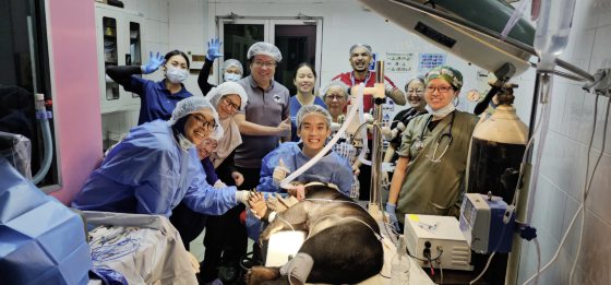 【保育马来熊／01】人医与兽医跨界合作，白内障手术成功，让马来熊重见光明