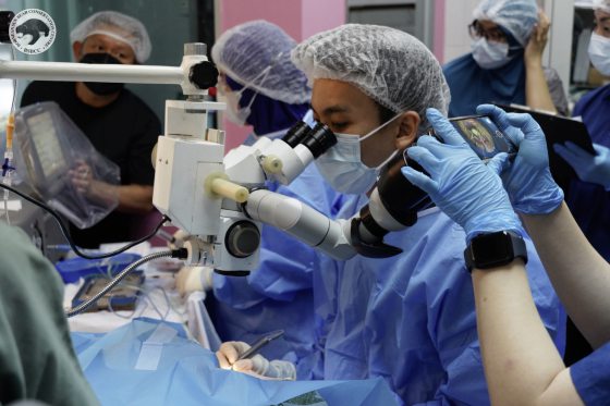 【保育马来熊／01】人医与兽医跨界合作，白内障手术成功，让马来熊重见光明