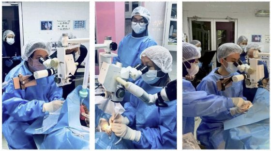 【保育马来熊／01】人医与兽医跨界合作，白内障手术成功，让马来熊重见光明