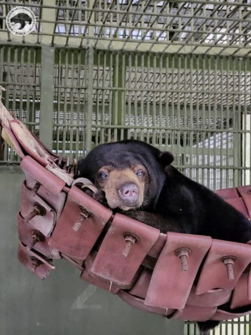 【保育马来熊／01】人医与兽医跨界合作，白内障手术成功，让马来熊重见光明