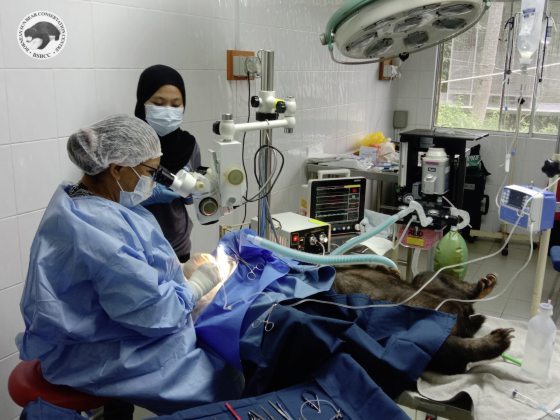 【保育马来熊／02】携80公斤器材赴东马，兽医眼科医生为保育马来熊拼全力