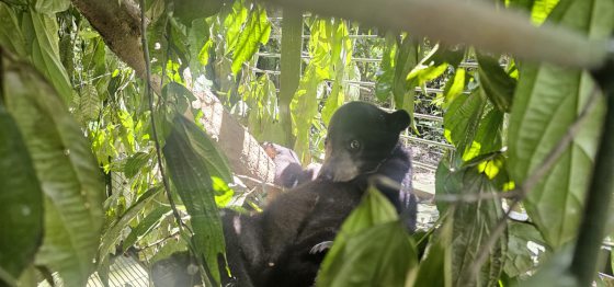 【保育马来熊／02】携80公斤器材赴东马，兽医眼科医生为保育马来熊拼全力