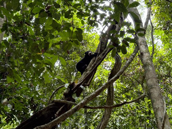 【保育马来熊／02】携80公斤器材赴东马，兽医眼科医生为保育马来熊拼全力