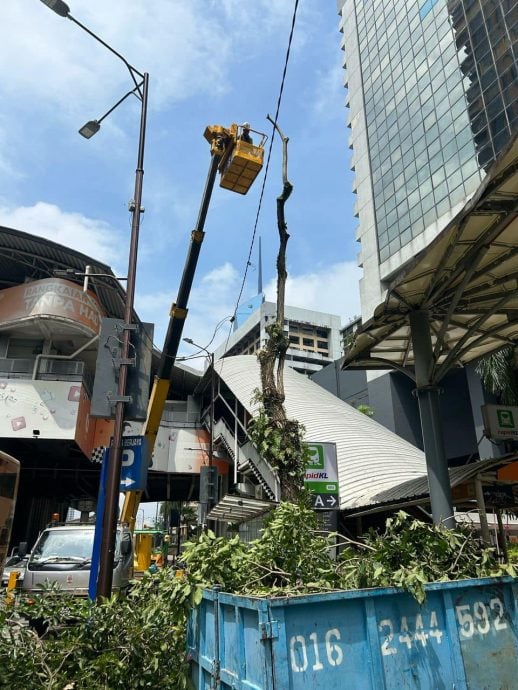 一场暴风雨 隆市中心16处树倒