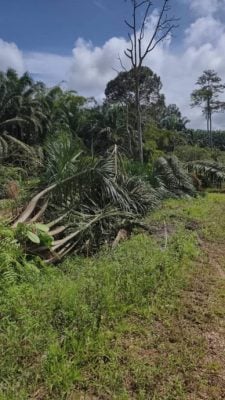 无地契种植地纠纷再有一宗！