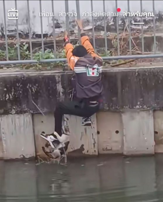 为救猫咪以身犯险 泰7-11奖励爱猫员工