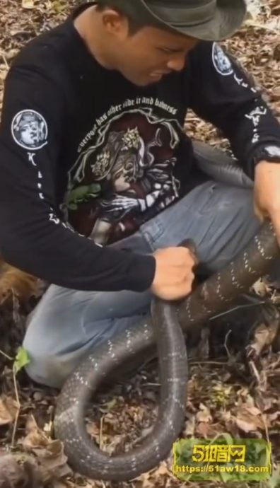 他下体惨遭大蛇“凌迟死咬” 网疑眼镜蛇惊喊:没救了