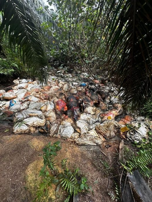 供星洲网:“丹A不让丢,改丢武吉不兰律!”逾百病死猪如垃圾被扔河道 现场恶臭弥漫