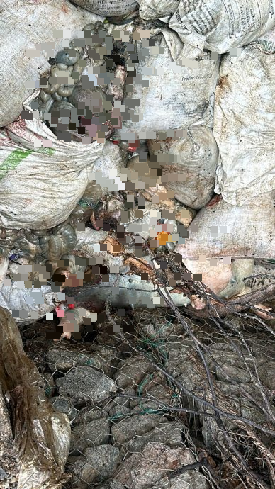 供星洲网:“丹A不让丢,改丢武吉不兰律!”逾百病死猪如垃圾被扔河道 现场恶臭弥漫