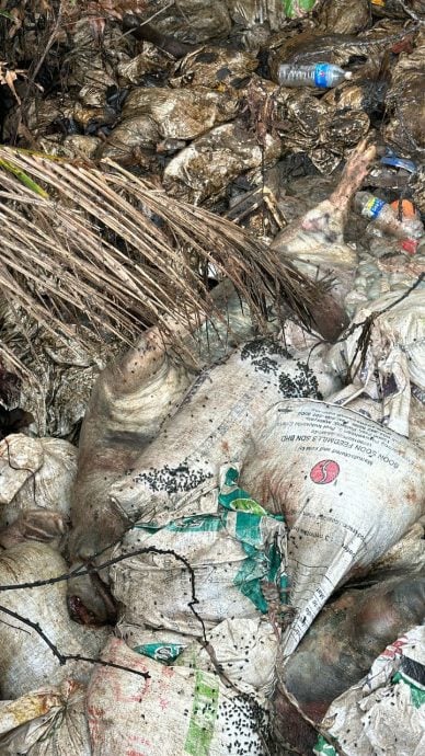 供星洲网:“丹A不让丢,改丢武吉不兰律!”逾百病死猪如垃圾被扔河道 现场恶臭弥漫