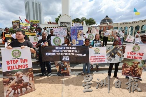 全国版／夜班／非政府组织Fauziah Paws Care指责居銮市议会活埋流浪狗　抓狗行动沦为黑箱作业牟利