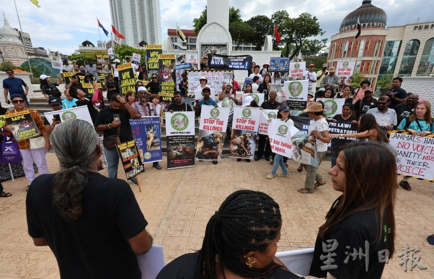 全国版／夜班／非政府组织Fauziah Paws Care指责居銮市议会活埋流浪狗　抓狗行动沦为黑箱作业牟利