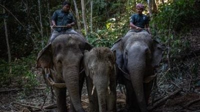 减少人象冲突 宜力拟设大象保护区