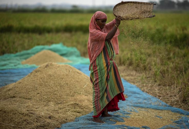 印度米库存达实际需求的九倍 允出口100%碎米