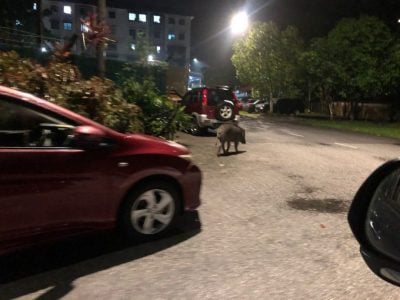 安邦美嘉花园  山猪出没觅食