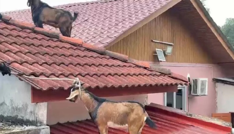 屋顶频传怪响 女子抬头惊见两只羊！