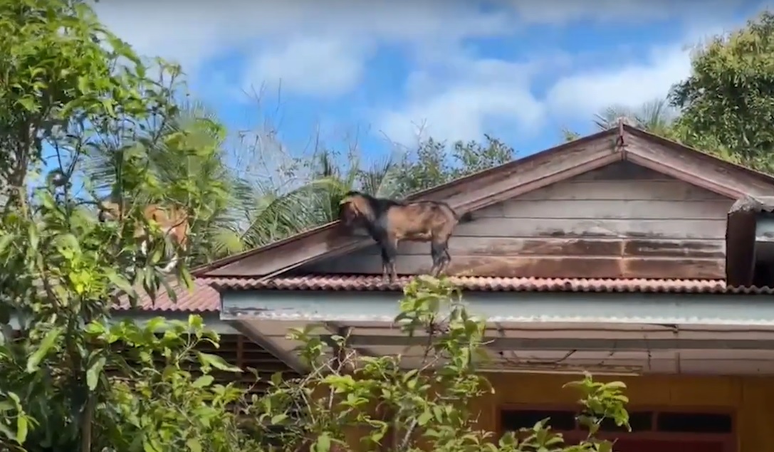 屋顶频传怪响 女子抬头惊见两只羊！