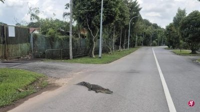 马路出现鳄鱼  狮城公园局正在搜寻