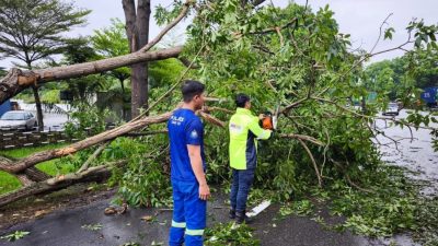 巴生下雨 又发生树倒意外